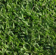 Empire Zoysia